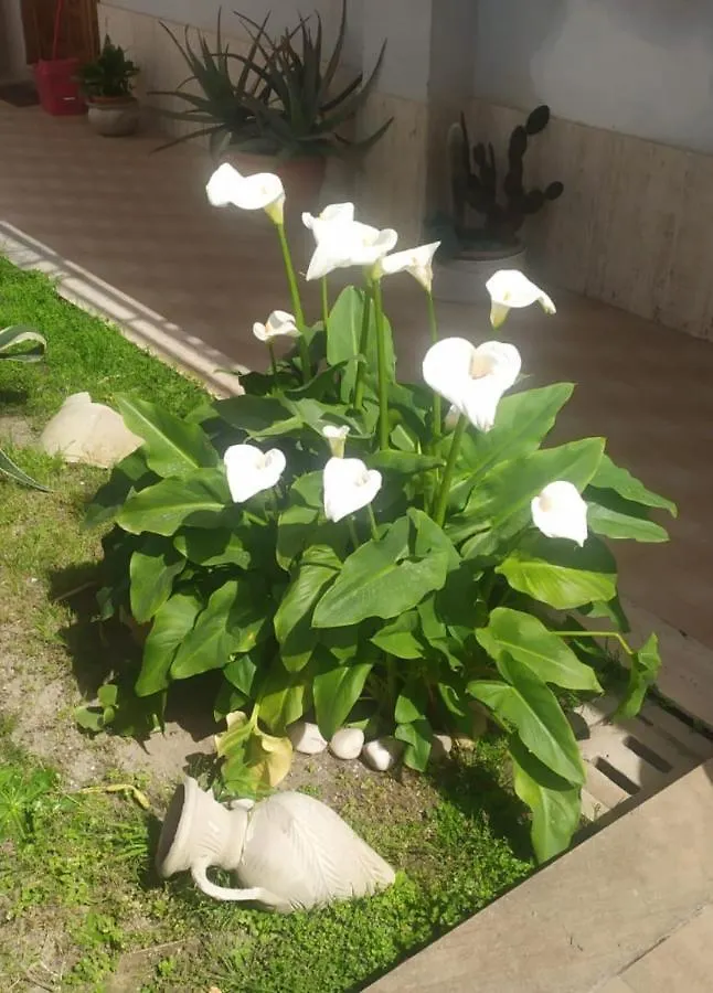 Dependance Reale Apartment Capo d'Orlando Homestay